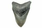 Serrated, Fossil Megalodon Tooth - North Carolina #275281-1